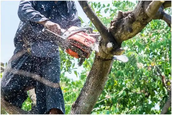 tree services Rosa Sánchez